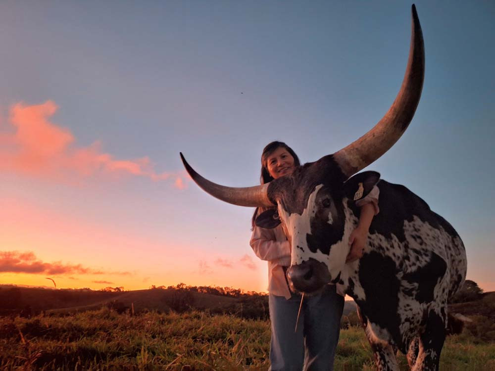 Dr Jeni Davila Mendez with Ice-cream the Long Horn at sunset on their Tarzali farm.