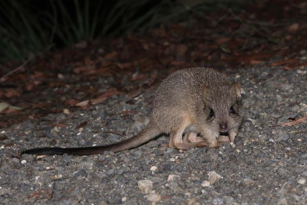 The Northern bettong. IMAGES: Edward Evans