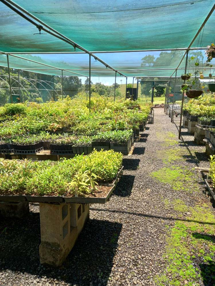 Between 15,000-20,000 rainforest trees are grown annually at Wandana Waters Rainforest Tree Nursery.