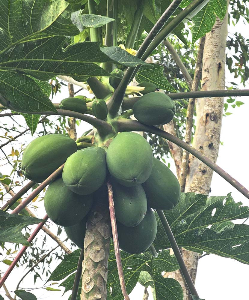 Papaya grown in one of the syntropic systems on the farm.
