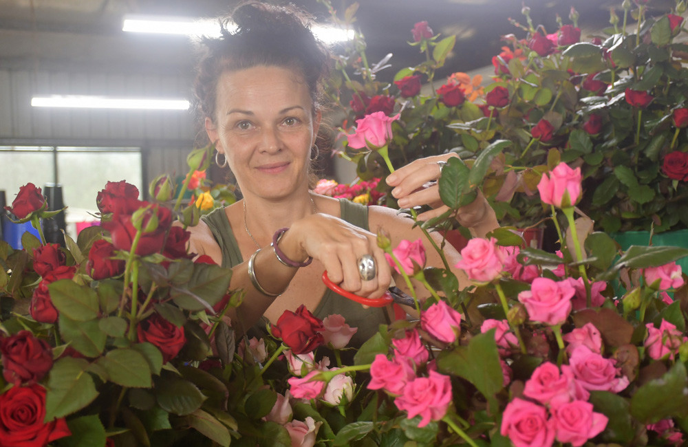 Roseburra’s Rebecca Stephens pruning some roses