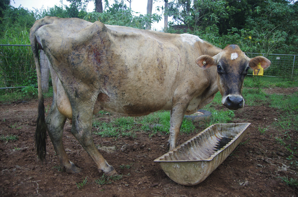 Cow with a heavy tick burden before being treated with Cydectin Pour-On.