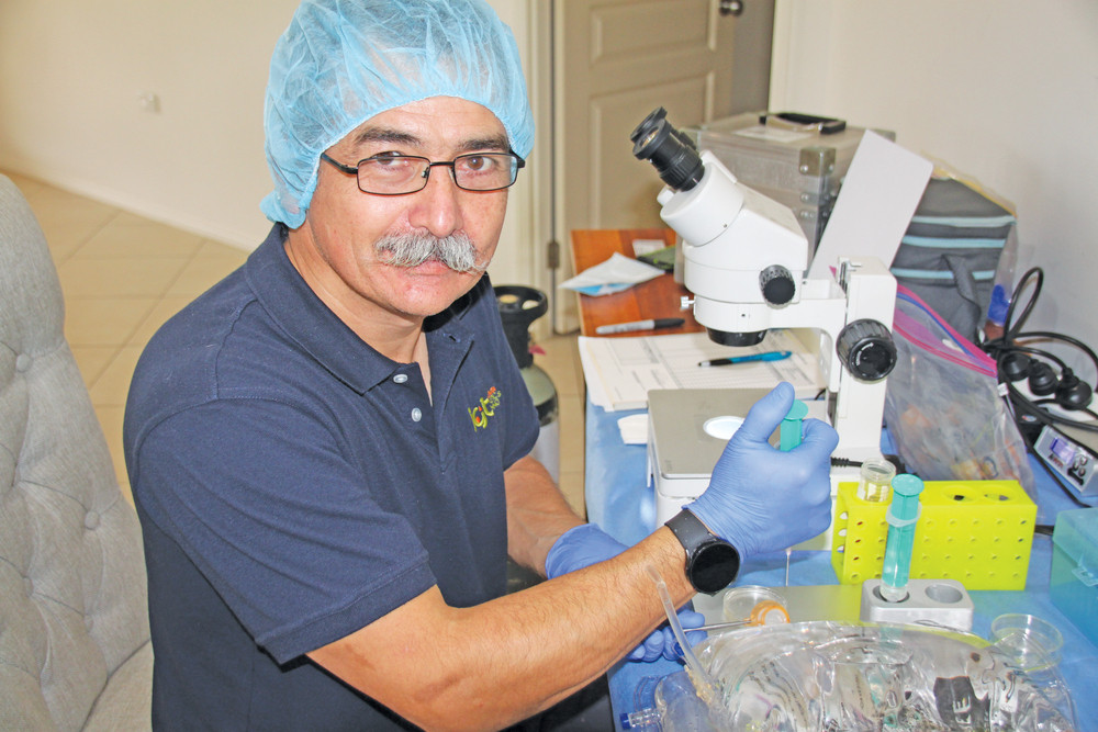 Brisbane company, Inventia Genetic Technologies Field Lab technician classifies the harvested eggs before taking them back to Brisbane for fertilisation.