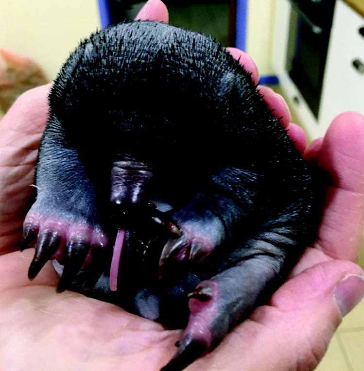 Baby Echidna (puggle) showing some of its long tongue, perfect for eating termites. Photos by Peter Valentine.