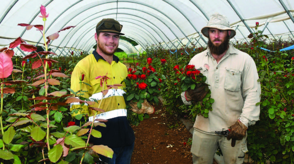 Roseburra Flower Farm cutters Dean Bahr and Brandon Samuel are busy harvesting the roses for Valentine’s Day.