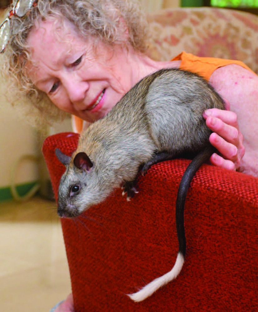 Wildlife Carer Margit Cianelli with a Black Footed Tree Rat in care.