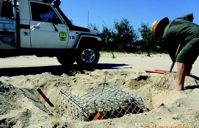 A ranger installing a nest protection cage to protect nesting turtles.
