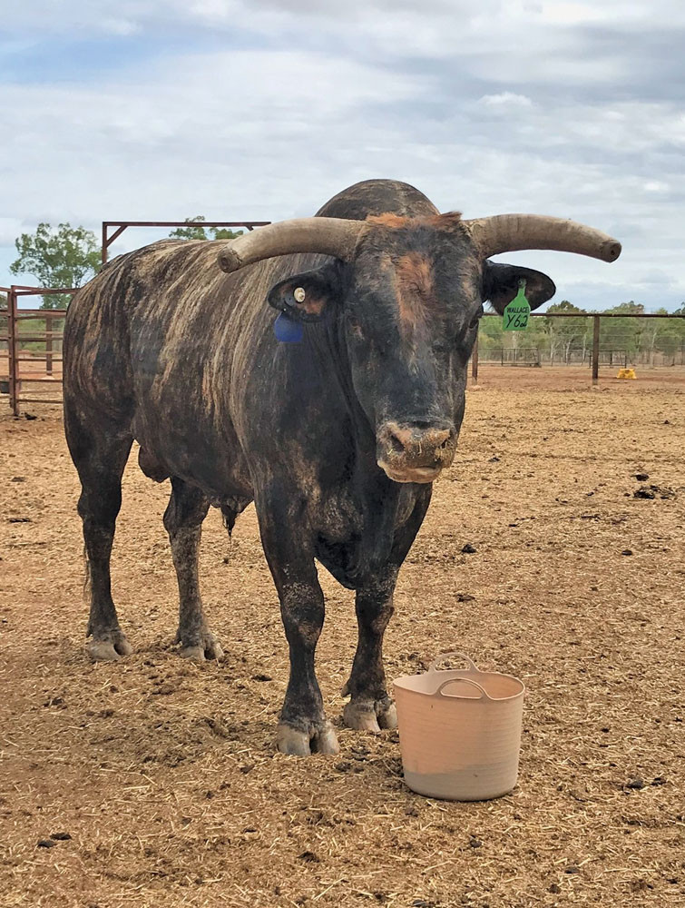 Renowned bucking bull Supernatural will be at this year’s Malanda Bull Ride.