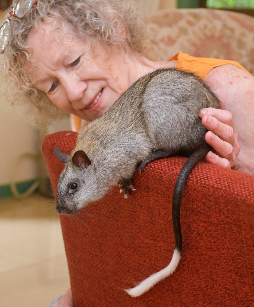 Margit Cianelli OAM was also honoured with an Order of Australia medal for her work with Lumholtz Tree Kangaroos.