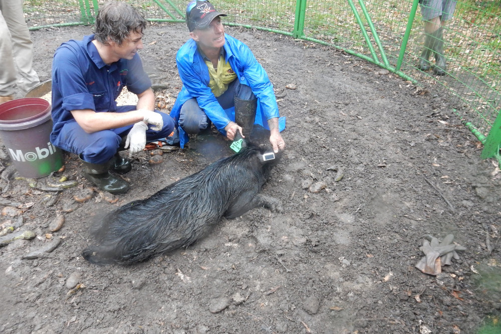 Local vet, Ryan Cockrem and GPS Trapping member, Graham Schoorl complete the tagging of the fi rst pig in the tracking program.