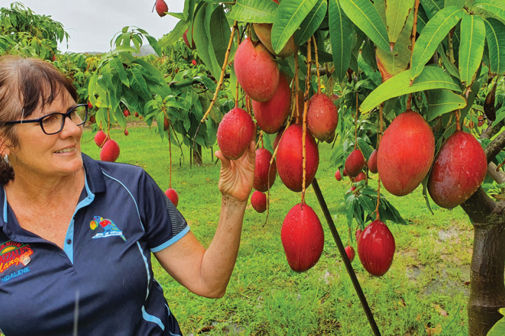 Noalene Brazzale from Brazzale Premium Mangoes with some of the beautifully coloured Palmer variety mangoes which are grown on their Mutchilba farm