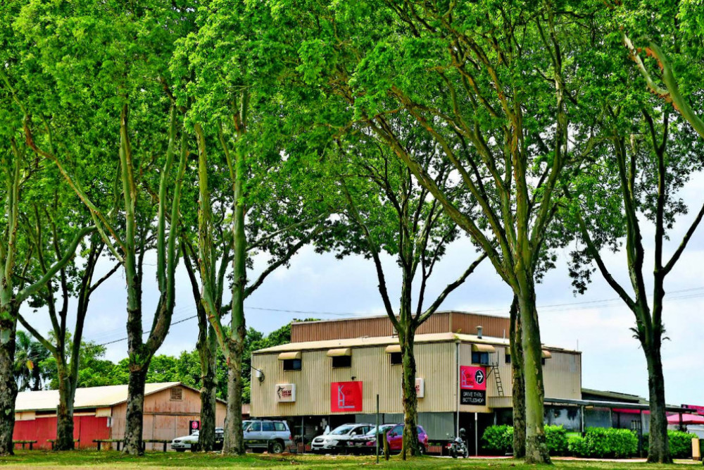 The cadaghi trees in the Tom Johnson Park in Kairi will be chopped down.