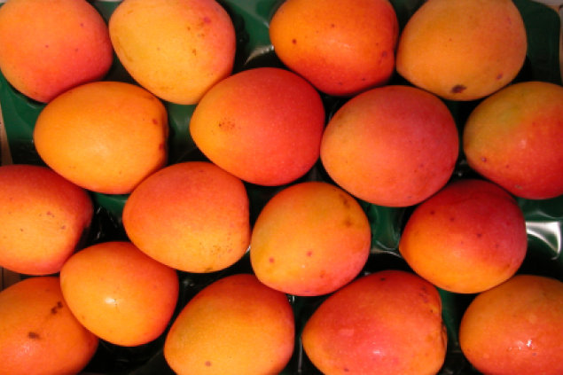 New mangoes set to grow