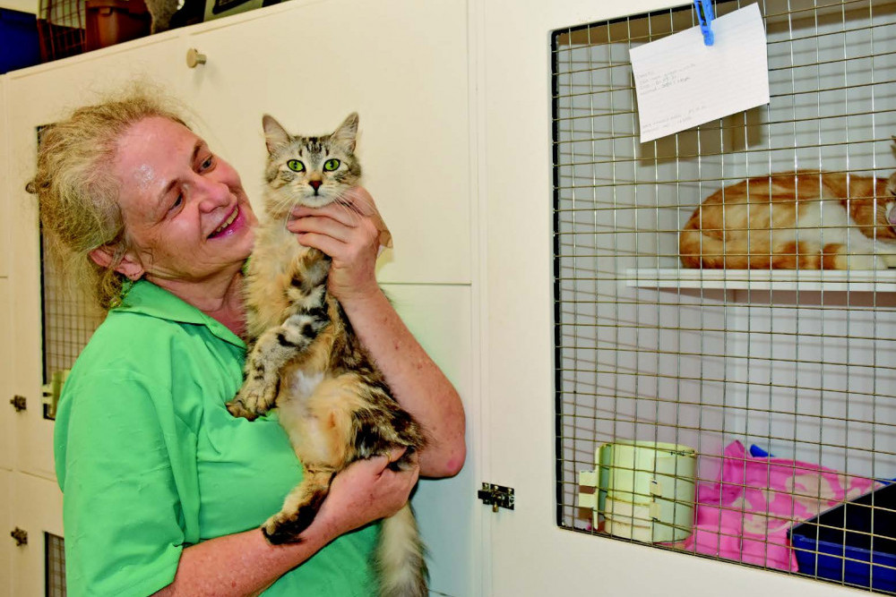 Mareeba Animal Refuge staff member Cherie Pumphrey inside the new expanded cattery.