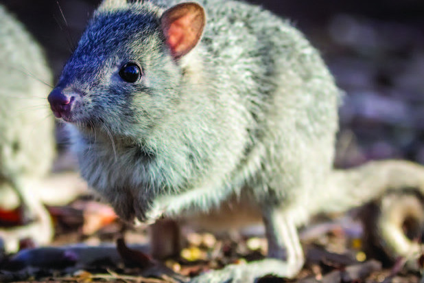 The endangered northern bettong, found near Davies Creek area near Mareeba. Image: Stephanie Todd.