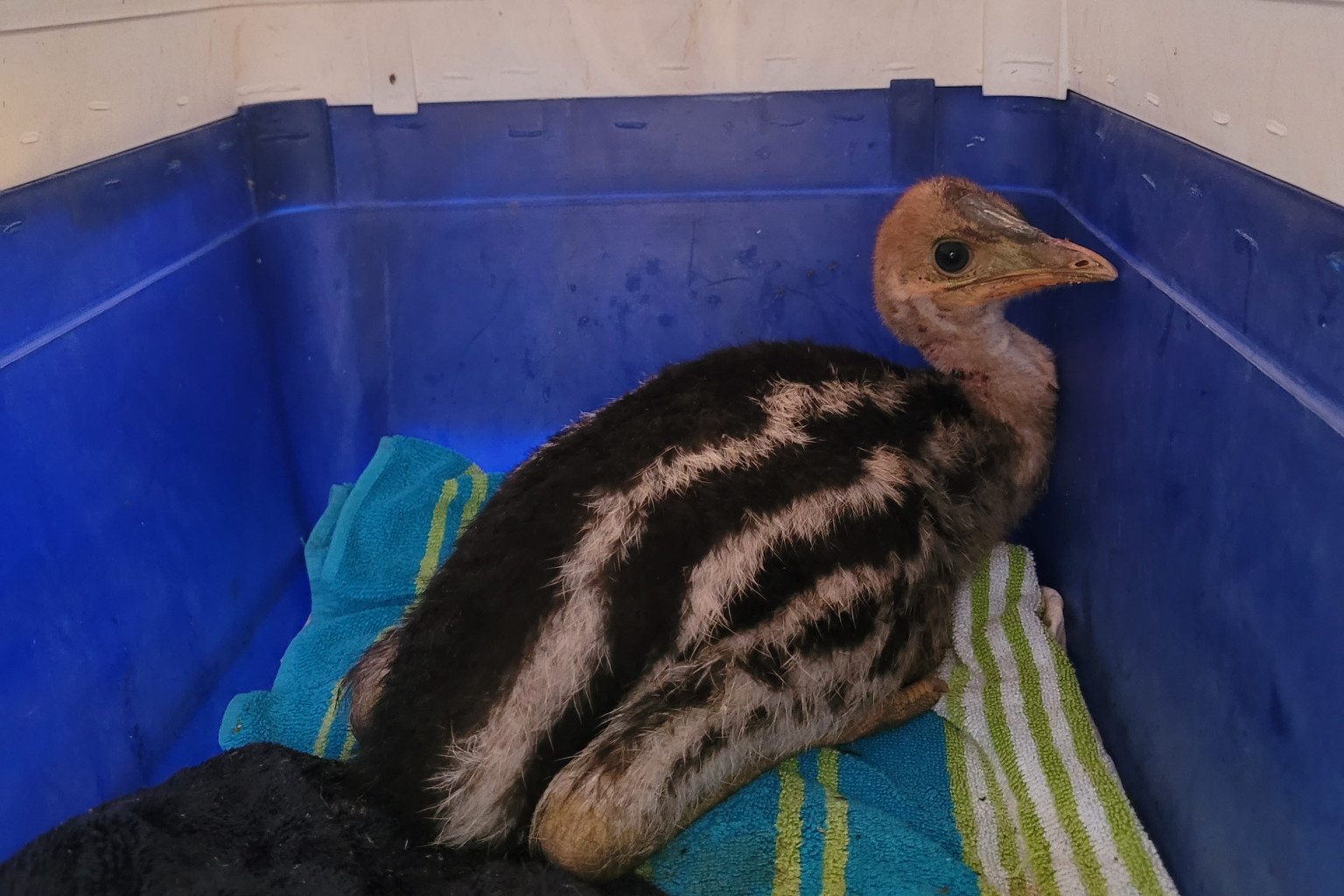 Injured chick reunited with dad - feature photo