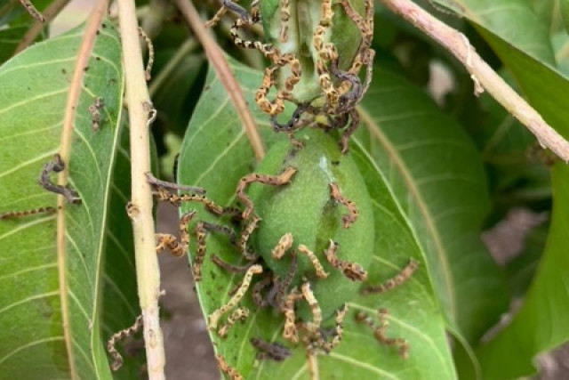 A new, highly invasive Asian pest, known as the Mango shoot looper, has been found recently around Mareeba and poses a huge threat to northern fruit production.