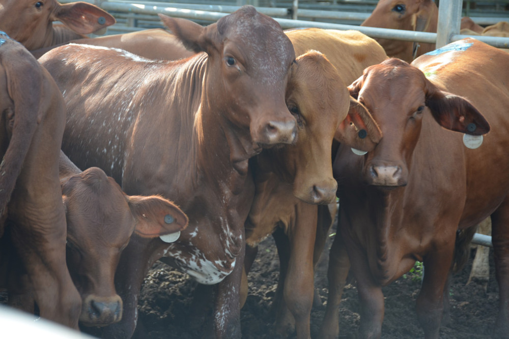 Although a small yarding, there was quality cattle present at last week’s Mareeba Sales.
