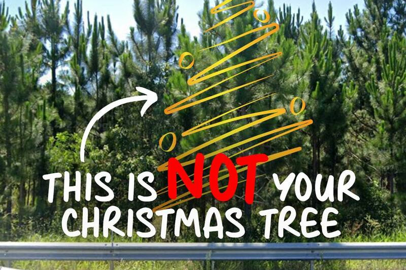 Don’t steal trees this Christmas - feature photo