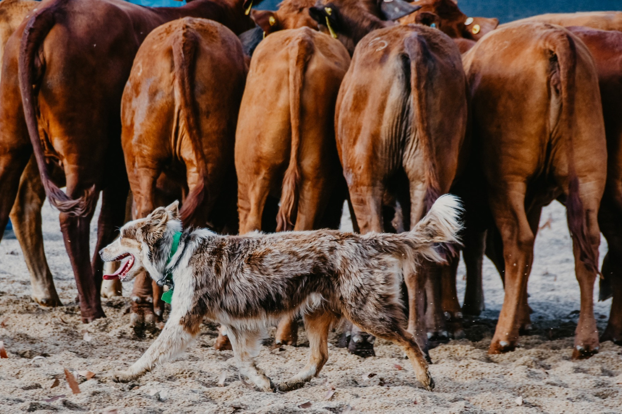 Owners of working dogs will get the opportunity to train them to herd at a three-day workshop to be held in Mareeba.