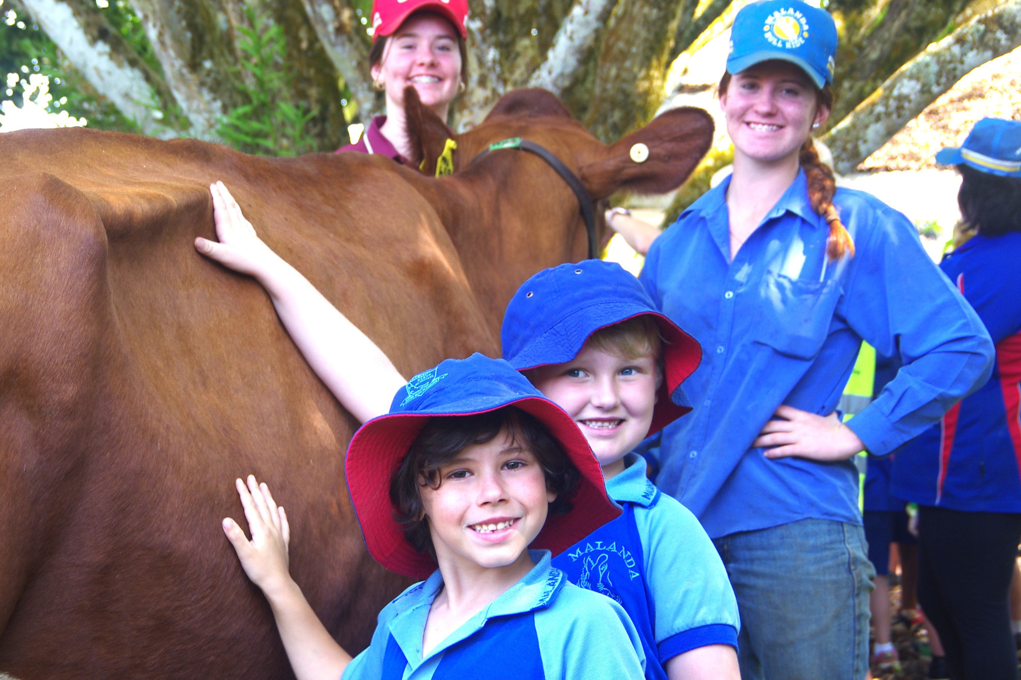 Hands-on experience: Malanda State School students loved patting one of Greg and Bronwyn English’s magnificent dairy cows. Pictured at the halter are Frances and Mary English.