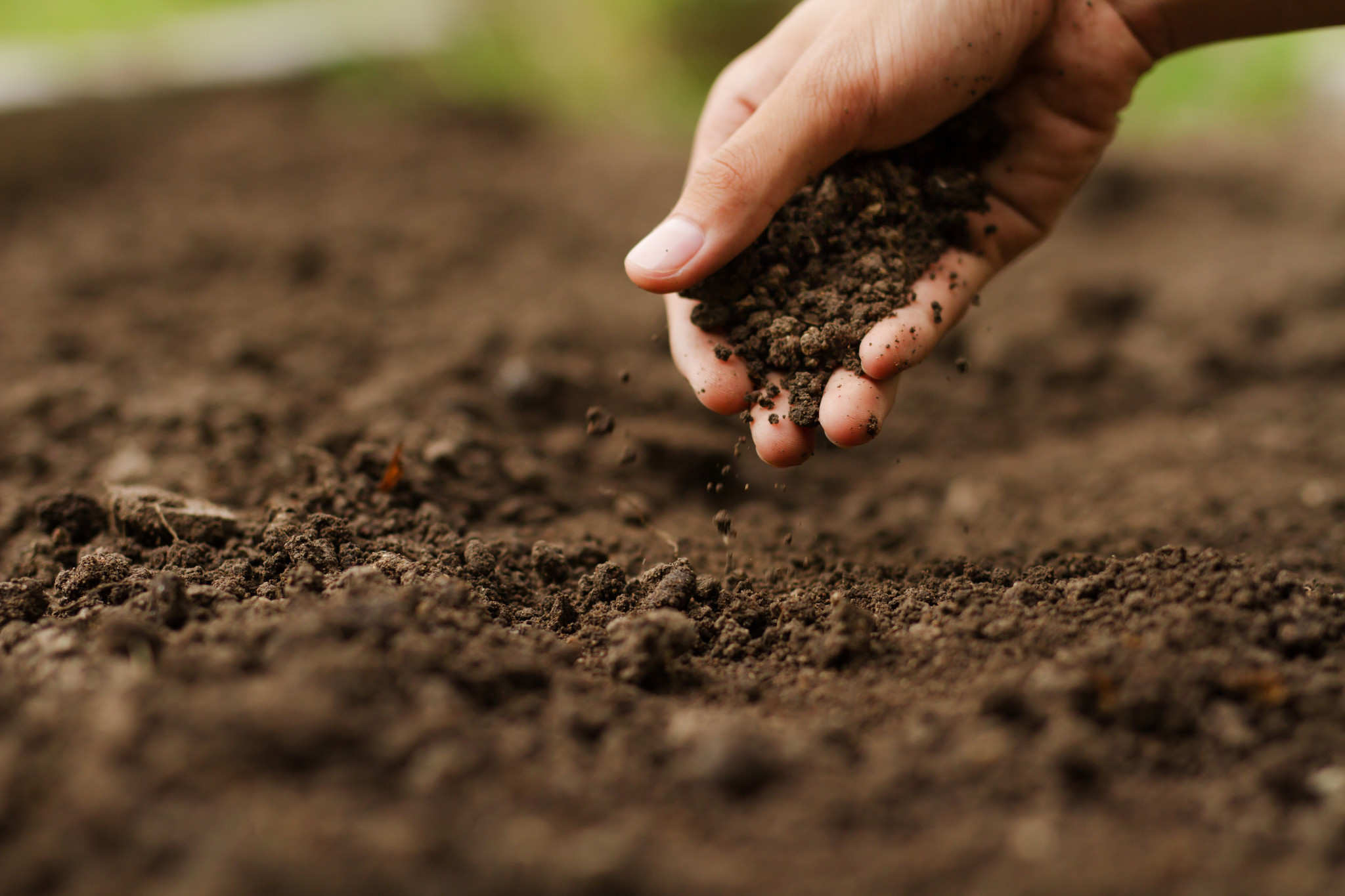 Warning over deadly soil disease spike - feature photo