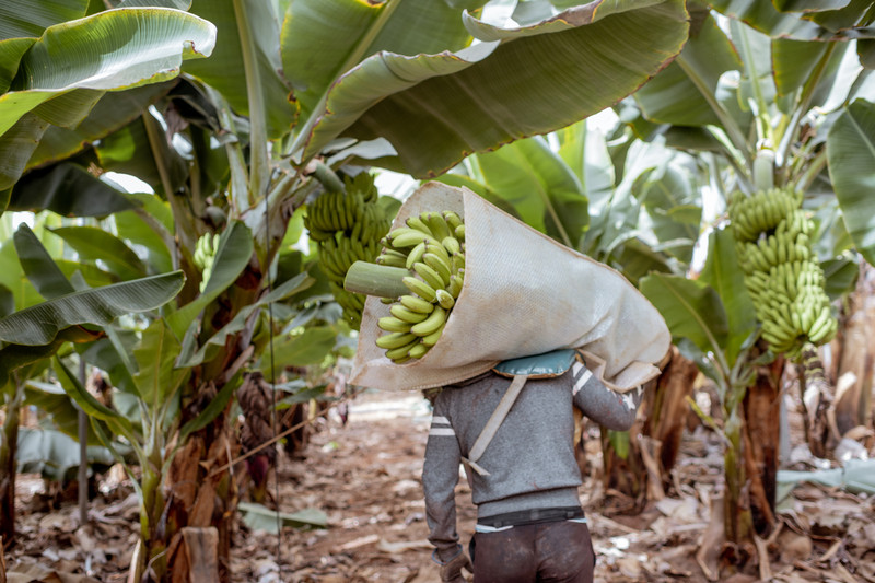 Support for banana growers - feature photo