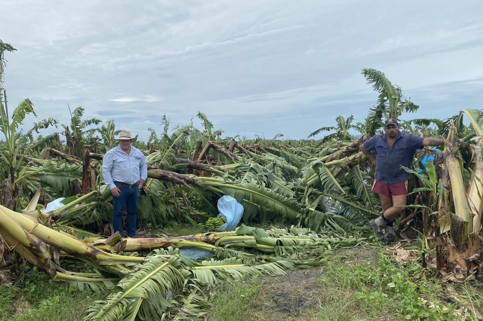 Around 95% of damage to northern banana farms has occurred in the Hill electorate. Member for Hill, Shane Knuth inspects the carnage caused by TC Niran with Nathan Puccini, who suff ered huge losses in his Cowley banana plantation
