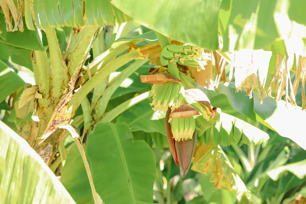 Tully grower new chair of banana council - feature photo