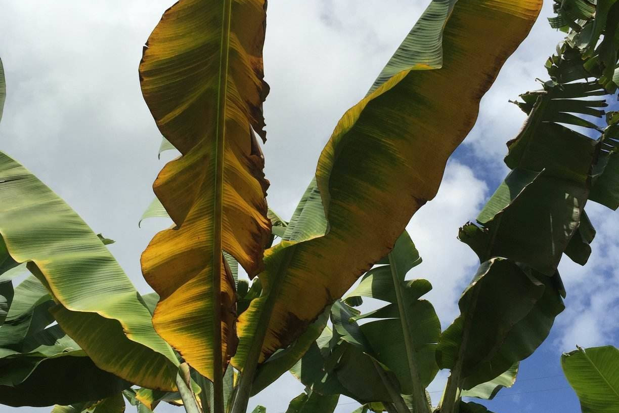 New case of Banana disease - feature photo