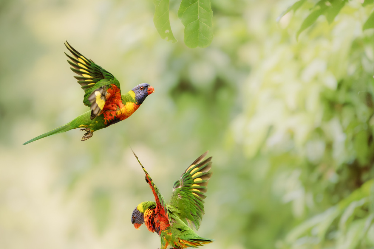 Time to count the birds - feature photo