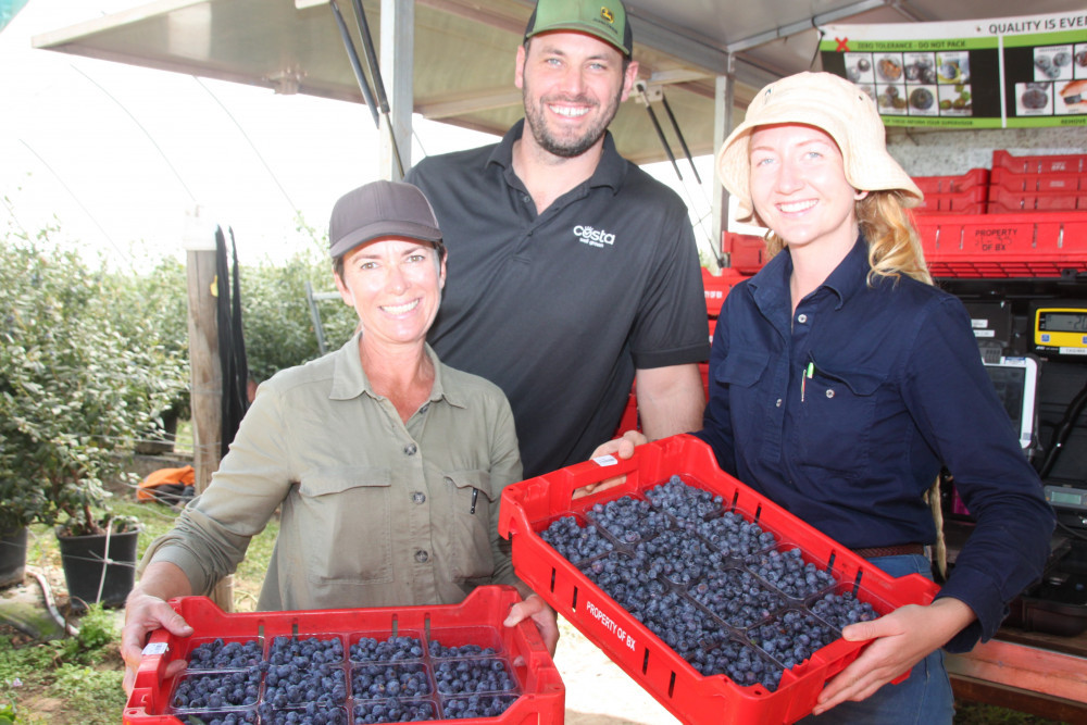 The 2021 blueberry harvest is in full swing at the moment and Fiona Dennes (L), up from Taree, New South Wales, FNQ Regional Manager for Costa Berries, Ben Turner (back) and Nicola Dickman, originally from Chinchilla were stacking the last of the morning's pick before breaking for lunch at the Walkamin blueberry farm last week