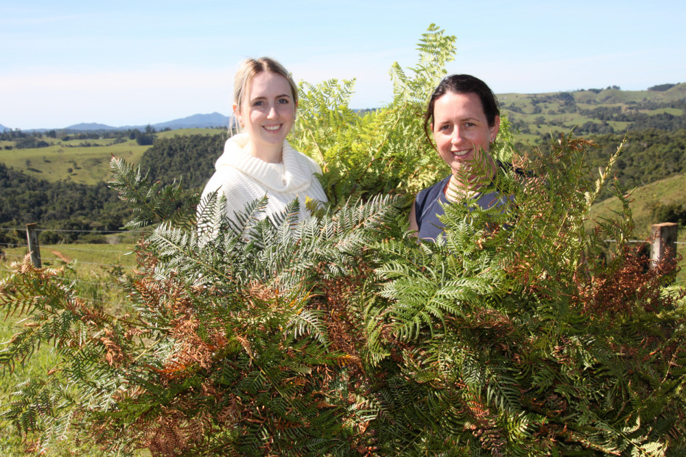 Mareeba fl orists, Taylor and Renee Hughes spent their Sunday harvesting fern from Millaa paddocks to use in their fl oral arrangements
