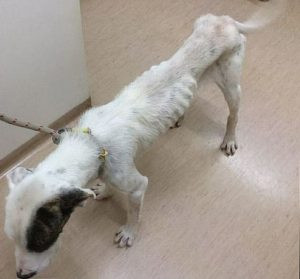 Chong’s dogs were found emaciated and parasite-infested