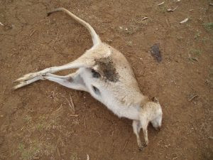 A dead Wallaby that residents claim was killed intentionally. Photo supplied.