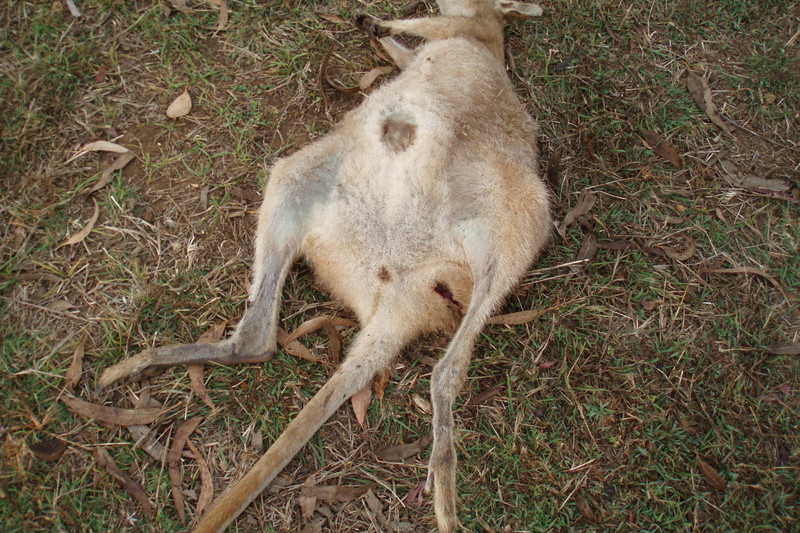 Claims of animal cruelty in Mareeba - feature photo