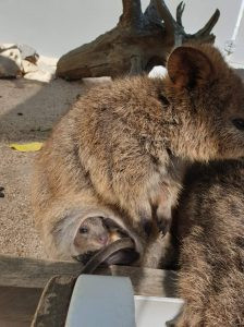 Fizz and his Mum. Photo supplied by Kuranda Koala Gardens.