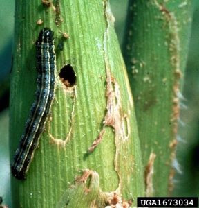 Fall armyworm detected on Maize