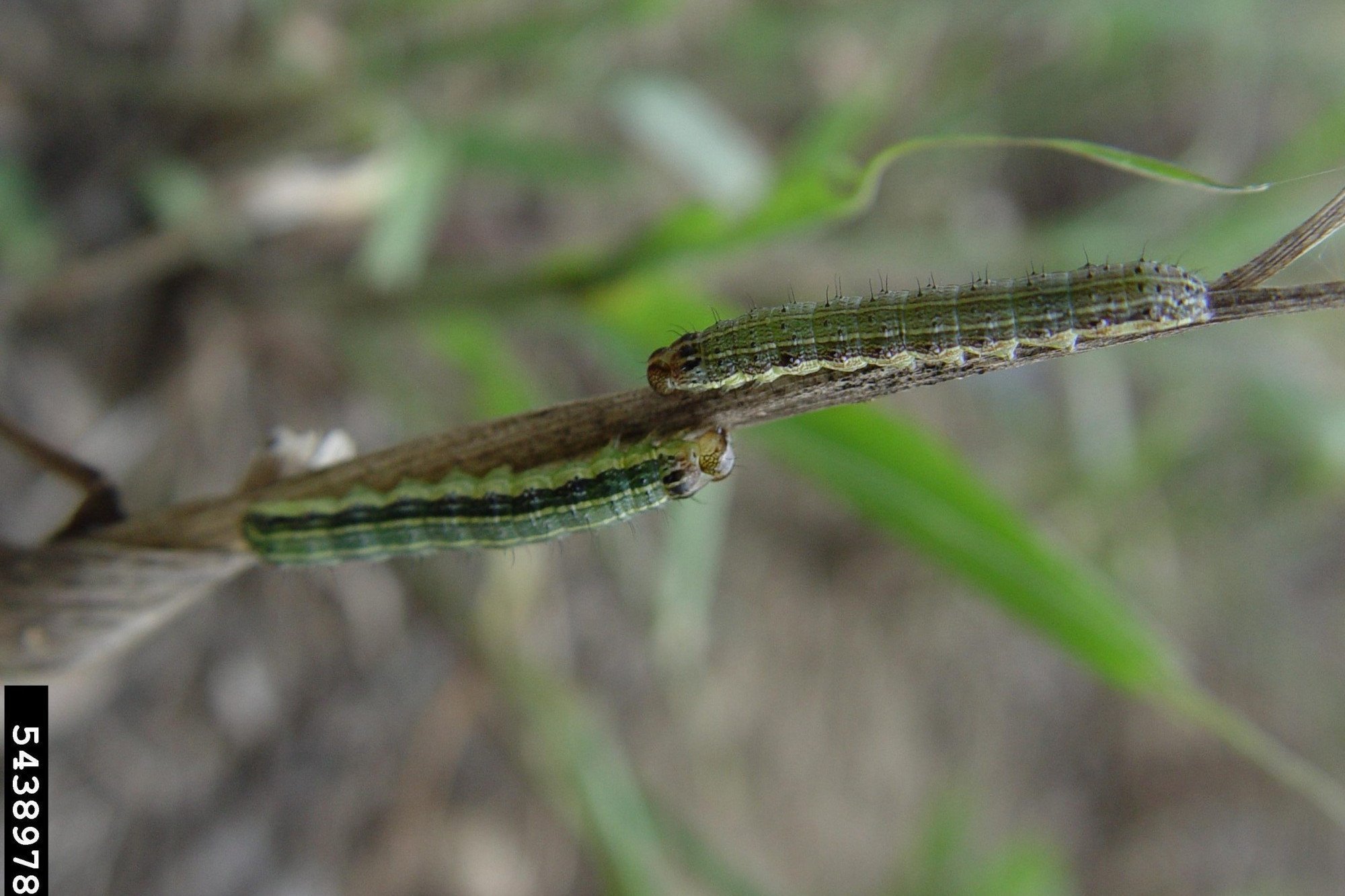 Fall armyworm detected on the Tablelands - feature photo
