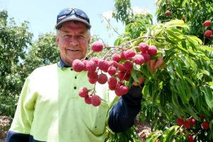Lychee Tibby Dixon has worked in the lychee industry for over 40 years. (Photo credit ABC Rural Melanie Groves)