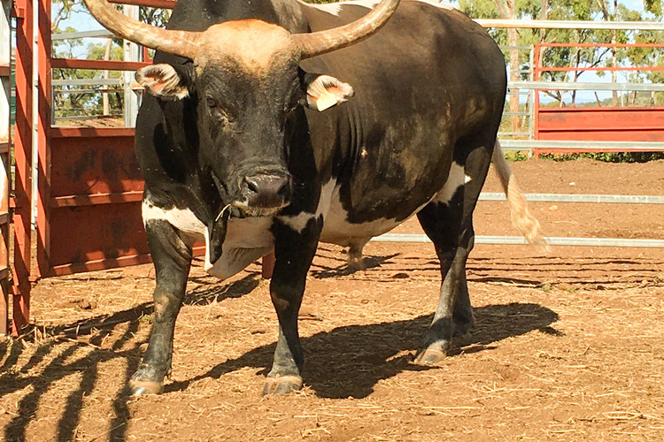 750kg of pure beast, Lamont’s bull Pandemonium will be returning to the chutes again this year for the annual Mareeba Rodeo.