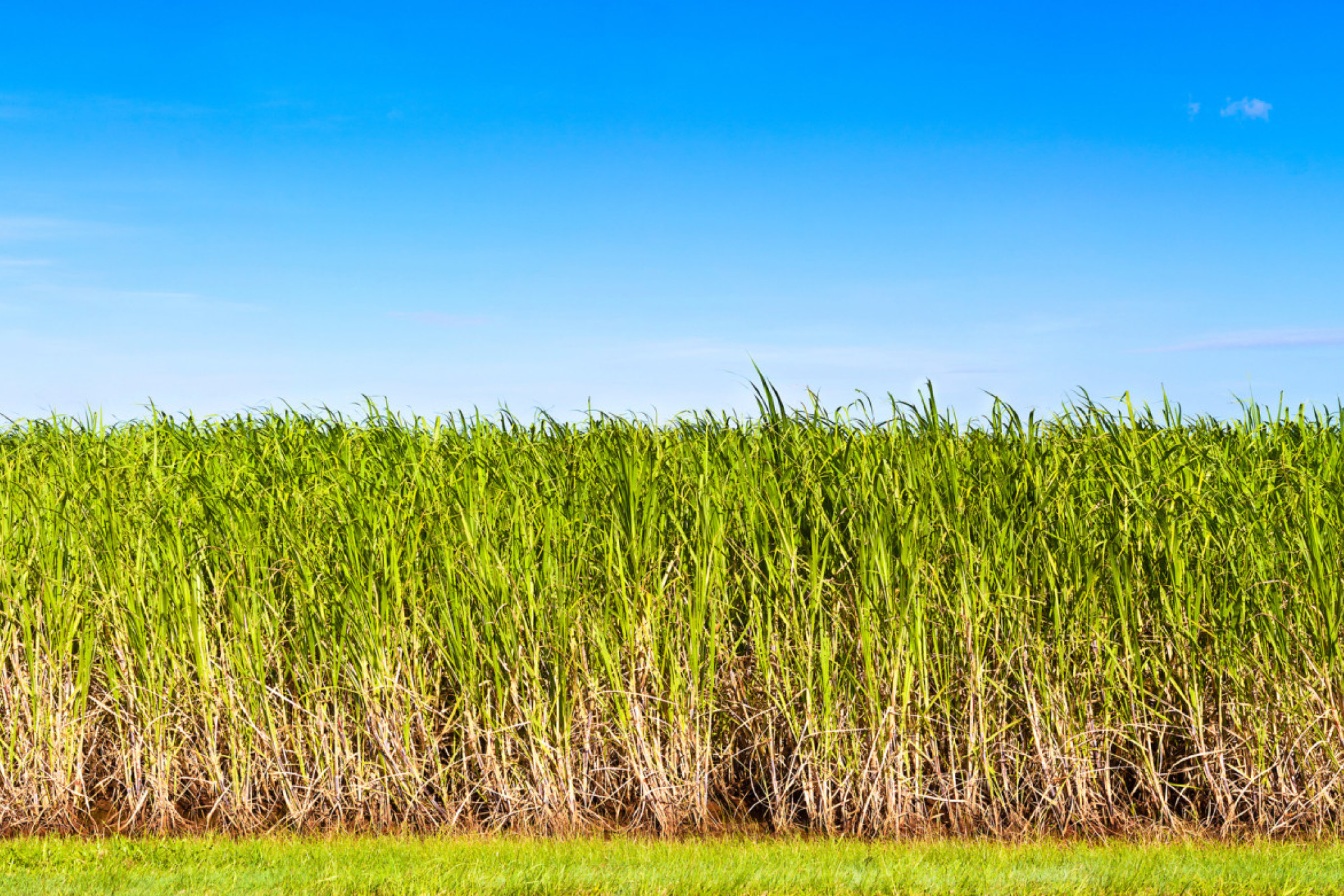 Harvesters roar into life as 2025 crush begins - feature photo