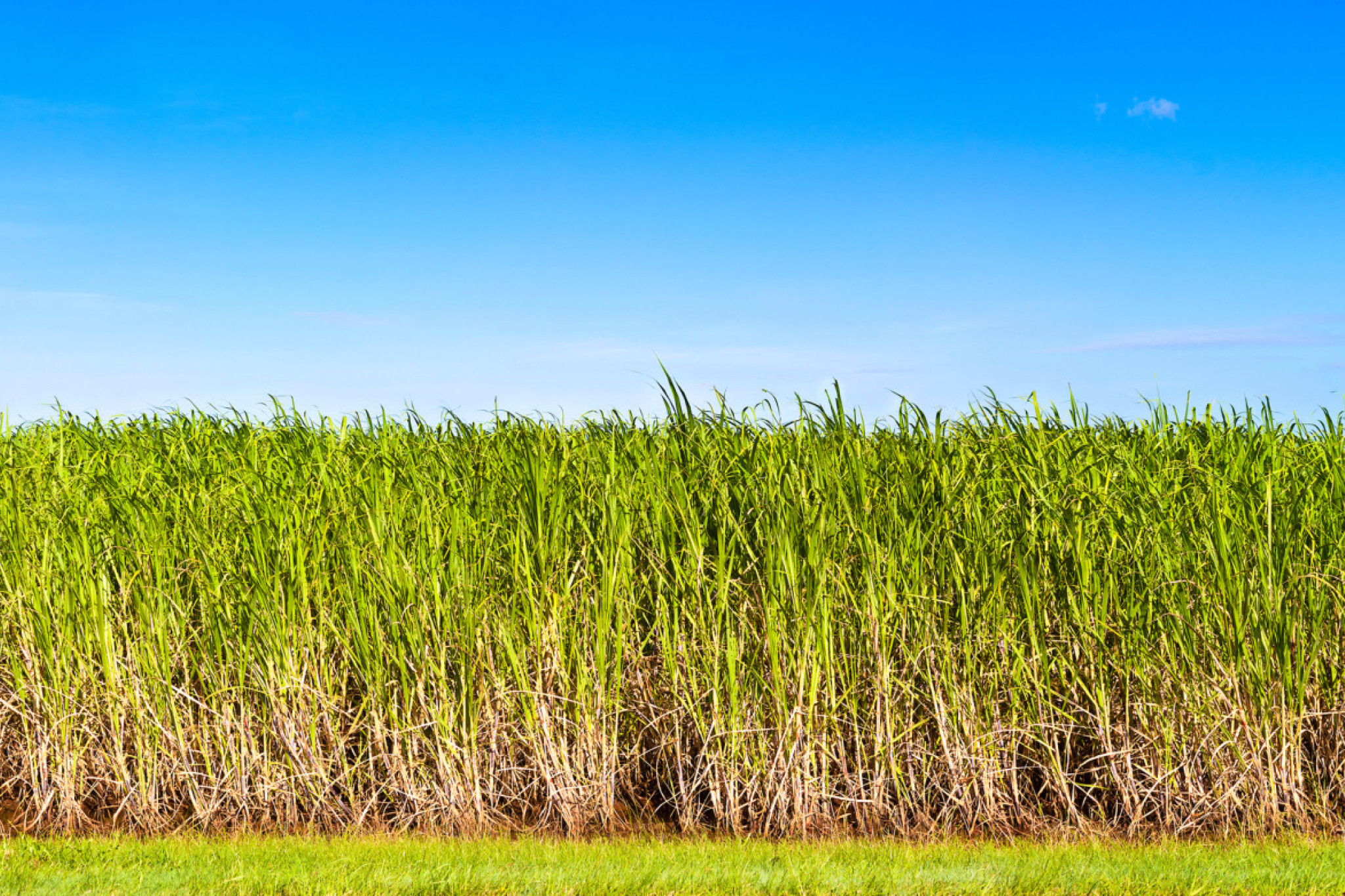 Less talk, more action wanted on biofuels - feature photo