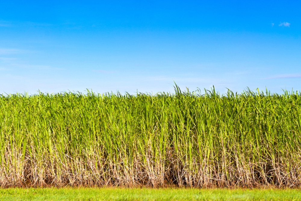 New app to help sugar growers - feature photo