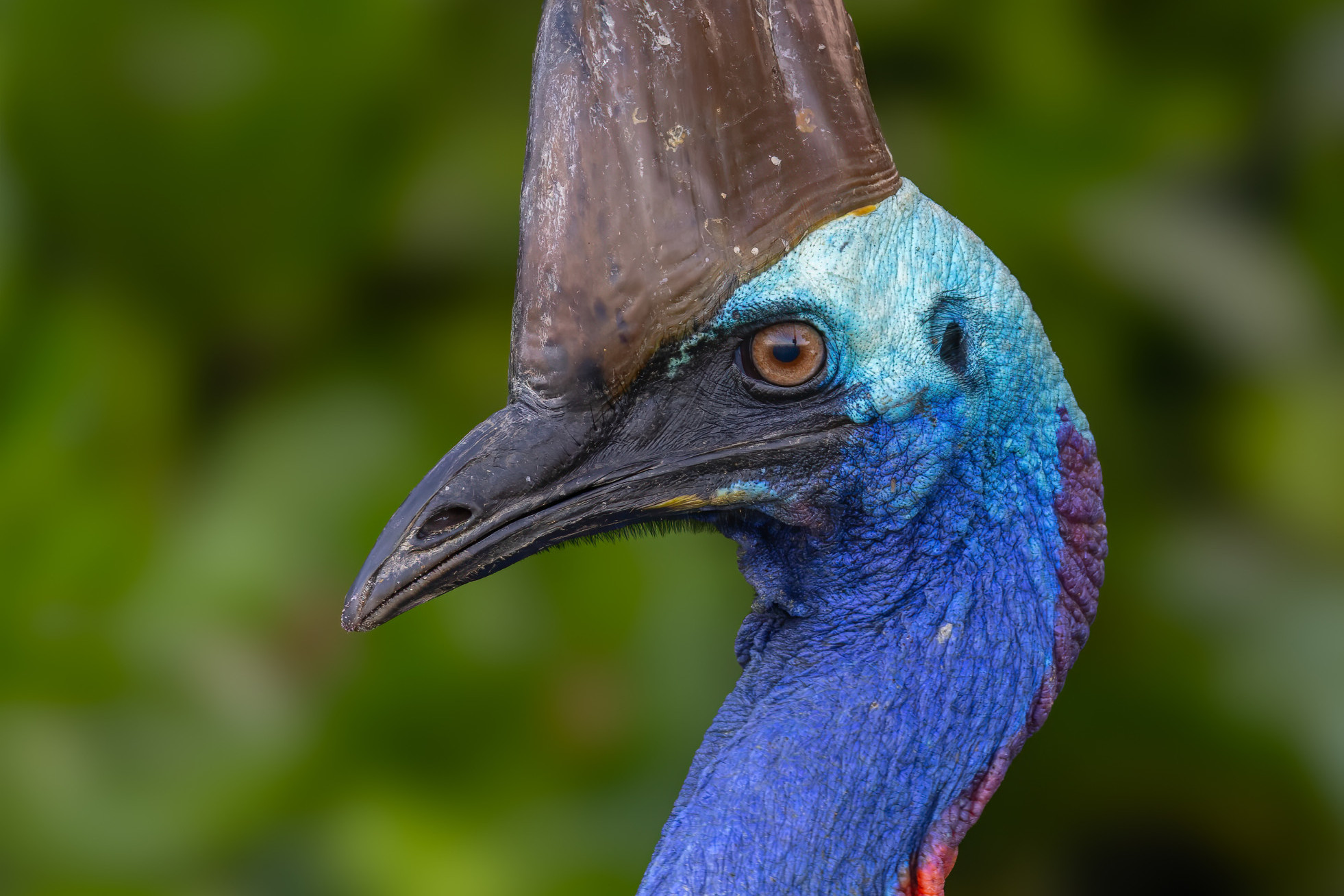 Cassowary caution needed - feature photo