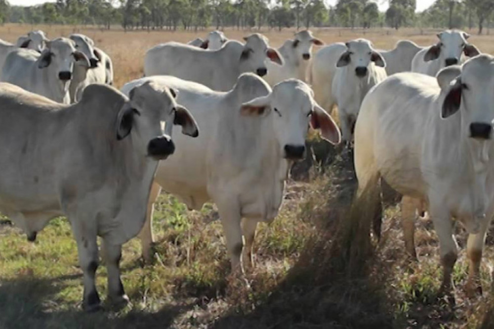 Appeal for public assistance – Recent cattle thefts on Atherton Tablelands. - feature photo