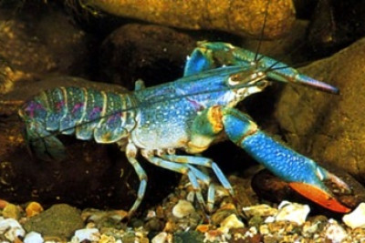 Red claw crayfish from the Tablelands could soon be exported around the world.