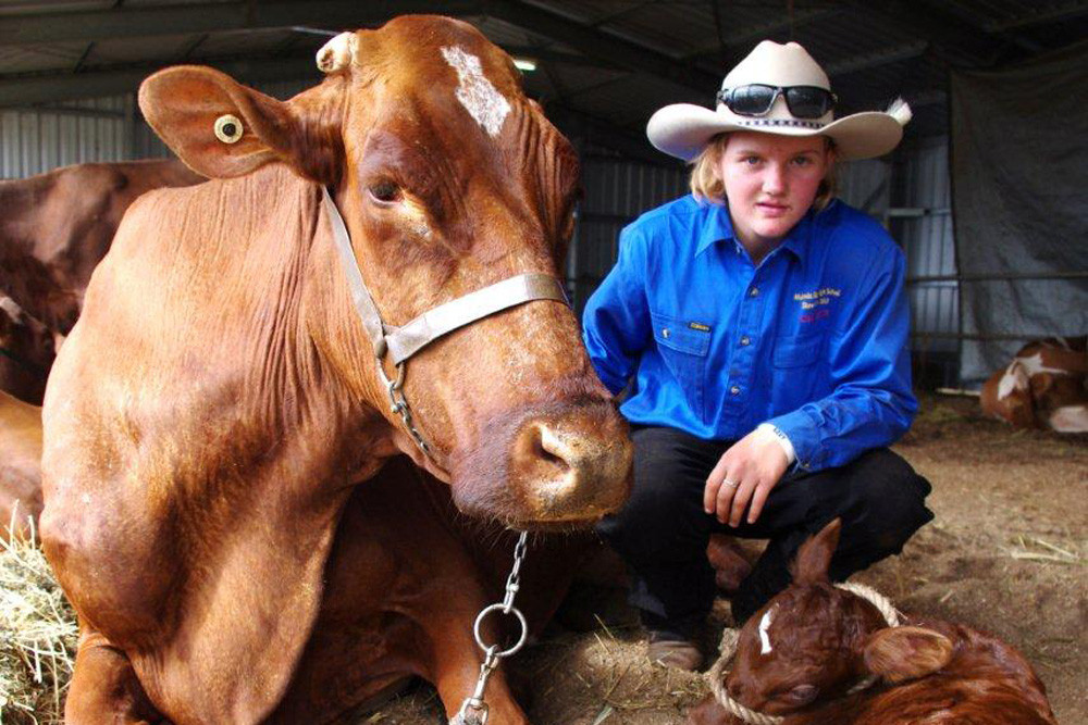 “All in a day's work”: Cherie Davis with Gwandalan Park Rosella 112 who won the Illawarra Dry Cow 3 years and over class at the 2012 Malanda Show. She later went on to calve and have a heifer calf, Prospect Rosella 2 that afternoon at the show.