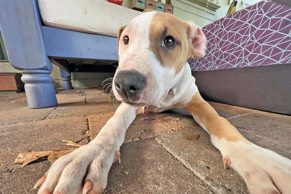Coco is a six-month-old Bull Arab cross looking for her forever home through the Remote Animal Assistance FNQ. She is an incredibly smart, affectionate, loving and will even kiss on demand.