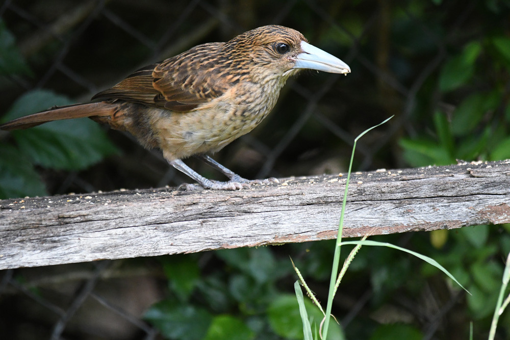 An immature Black Butcherbird, a seasonal visitor to Mareeba.